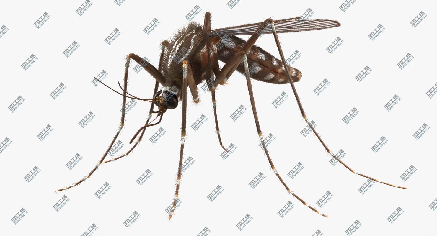 images/goods_img/2021040161/Mosquito Rigged with Fur/3.jpg